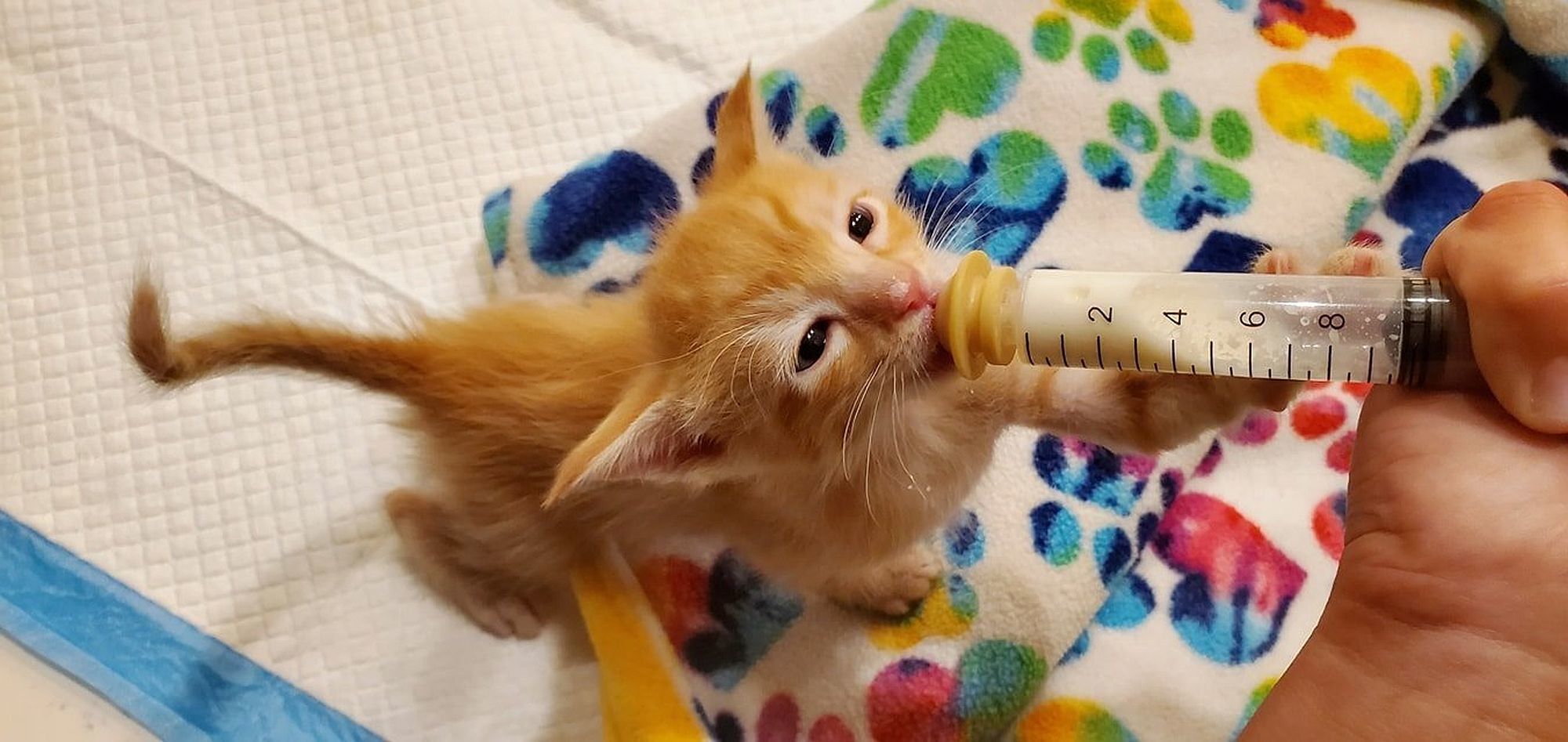 Adopt a Pet | Halloween kittens